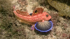 Australian Spiny Gurnard photo 4
