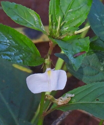 Pombalia communis