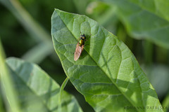 Chloromyia
