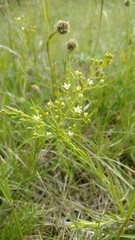 Thesium linophyllon
