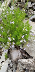 Veronica filifolia