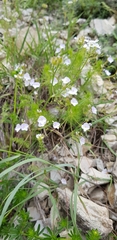 Veronica filifolia