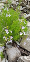 Veronica filifolia