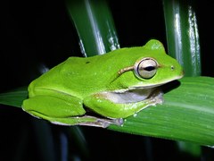 Zhangixalus prasinatus
