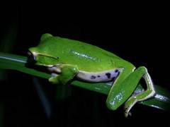 Zhangixalus prasinatus