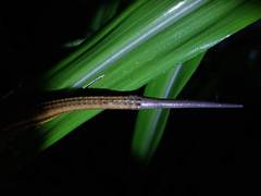 Takydromus viridipunctatus