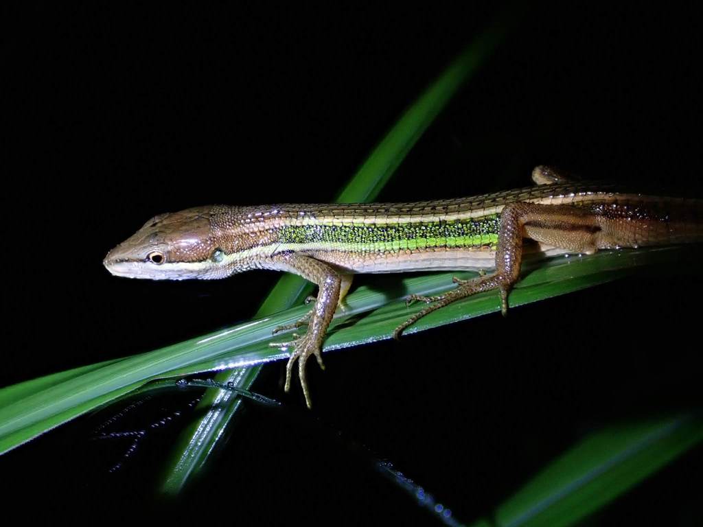 Green-spotted Grass Lizard
