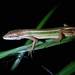 Green-spotted Grass Lizard - Photo (c) Mac Lin, some rights reserved (CC BY-NC-ND), uploaded by Mac Lin