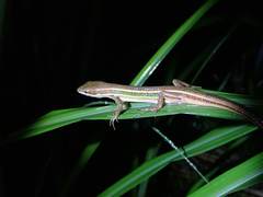 Takydromus viridipunctatus