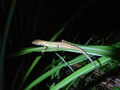 Takydromus viridipunctatus
