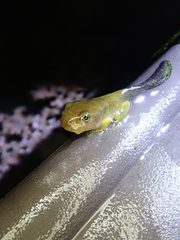 Zhangixalus prasinatus