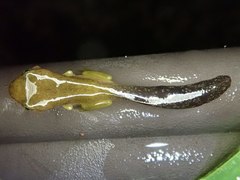 Zhangixalus prasinatus