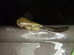 Zhangixalus prasinatus