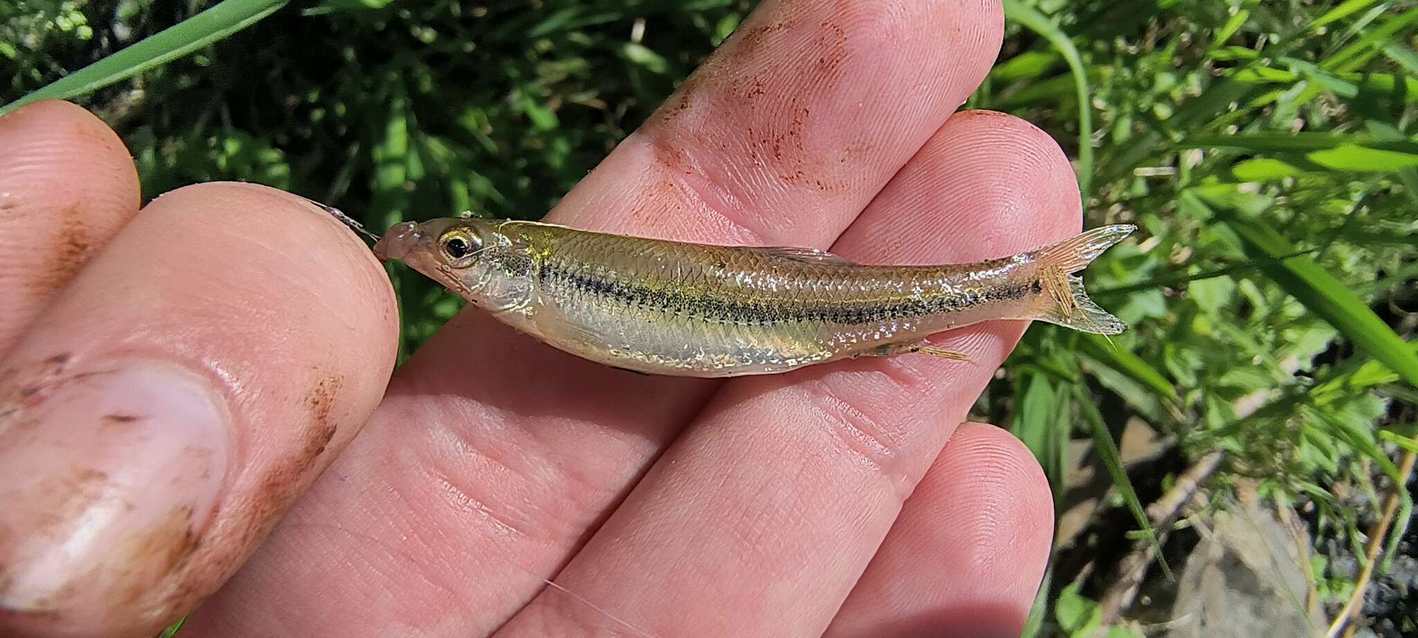 Méné à museau arrondi