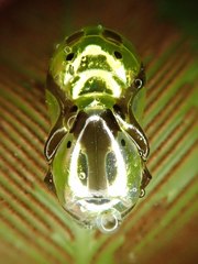Euploea eunice hobsoni
