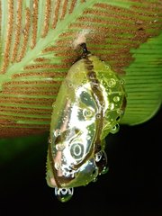 Euploea eunice hobsoni