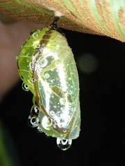 Euploea eunice hobsoni