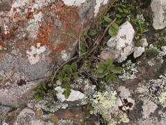 Veronica lavaudiana
