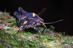 Hyperyboella orphania