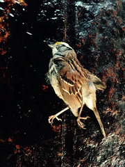 Zonotrichia albicollis