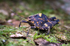 Hyperyboella orphania