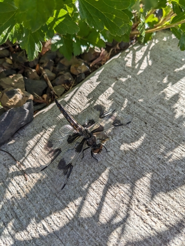 Eight-spotted Skimmer photographed in Idaho