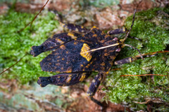 Hyperyboella orphania