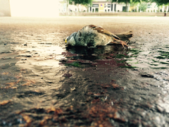 Zonotrichia albicollis