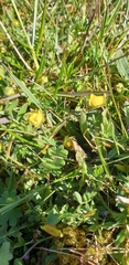 Potentilla verna