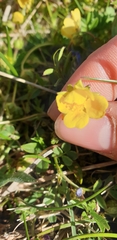 Potentilla verna