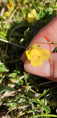 Potentilla verna