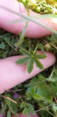 Potentilla verna