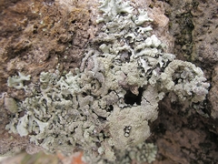Hypogymnia subphysodes