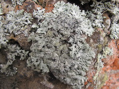 Hypogymnia subphysodes