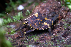 Hyperyboella orphania
