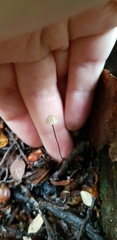 Gloiocephala