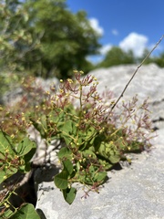 Perückenstrauch (Cotinus coggygria): Herkunft und Verwendung — Foto 2