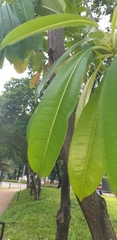 Rauvolfioideae