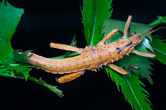 Canachus alligator