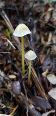 Mycena subviscosa