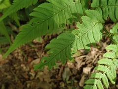 Dryopteris lacera