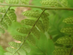 Dryopteris lacera