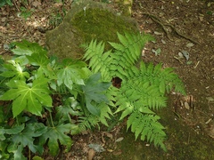 Dryopteris lacera