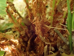 Dryopteris lacera