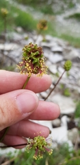Sanguisorba minor balearica