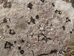 Lecanora farinacea