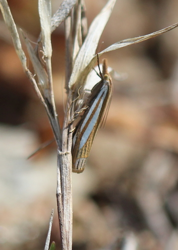 Eastern Grass-veneer photo 5