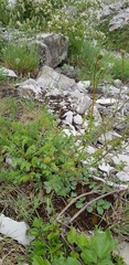 Sanguisorba minor balearica