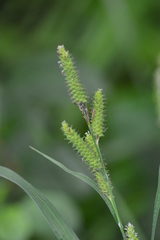 Carex shortiana
