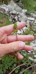 Sanguisorba minor balearica